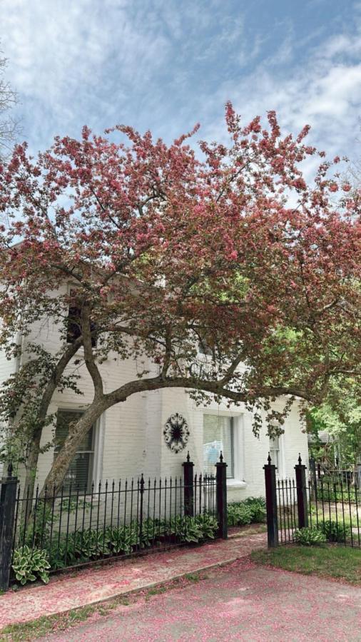 The Ginkgo Tree Acomodação com café da manhã Mount Pleasant Exterior foto